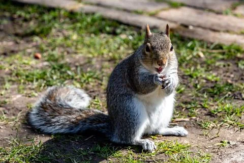 A close up of a grey squirrel Stock Photos
