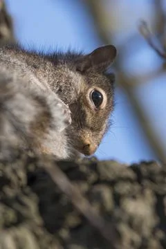 Close up of grey squirrel Foto stock