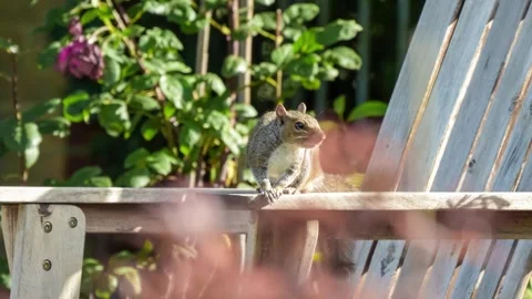 Close-up of a a grey squirrel (Sciurus carolinensis) in a garden, Wiltshire UK Stock Footage 247406391