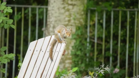 Close-up of a a grey squirrel (Sciurus carolinensis) Stock Footage 249445014