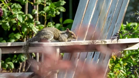Close-up of a a grey squirrel (Sciurus carolinensis) Stock Footage 249445037