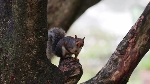 Close-up of Grey Squirrel on Tree, Brighton, UK Vidéo 287358411
