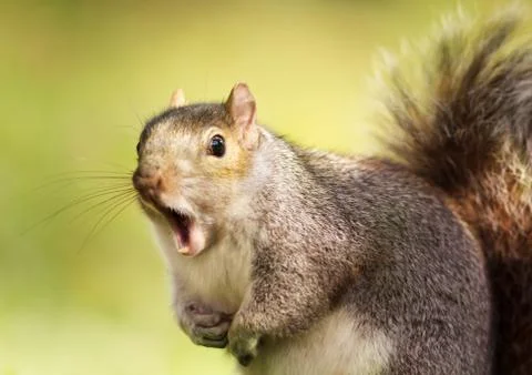 Close up of a grey squirrel yawning Stock Photos