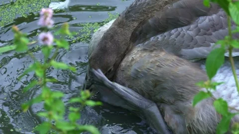Close-up of a Grey Swan Scratching its Head Stock Footage 295697886