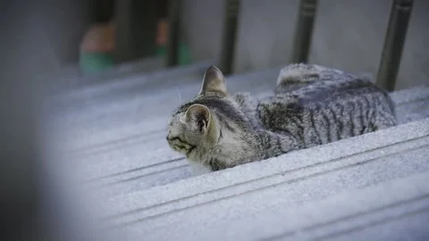 Close-up of a Grey Tabby Cat Lying on Stone Steps Stock Footage 339731038