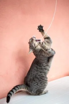 Close up of grey tabby cat playing with a piece of string. Stock Photos