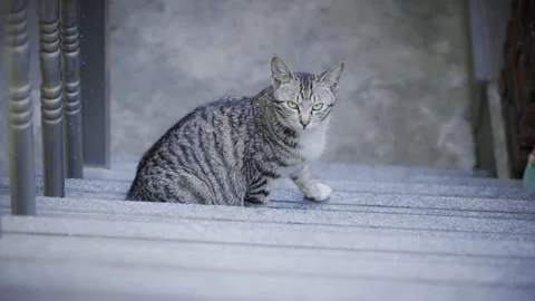 Close-up of Grey Tabby Cat Sitting and Lying on Stone Steps Stock Footage 339730838