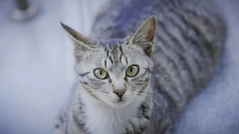 Close-up of a Grey Tabby Cat Staring at Camera Stock Footage 339730786