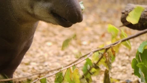 Close up of grey Tapir eating 스톡 동영상 224473899