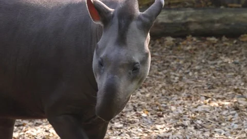 Close up of grey Tapir  Stock Footage 216781160
