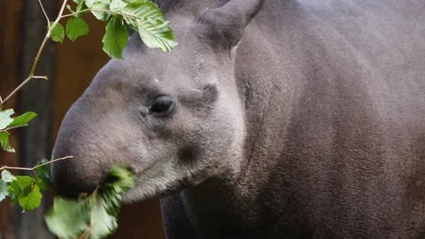 Close up of grey Tapir  Stock Footage 217395172