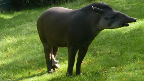 Close up of grey Tapir Stock Footage 218141986