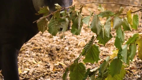 Close up of a grey Tapir Stock Footage 224445690