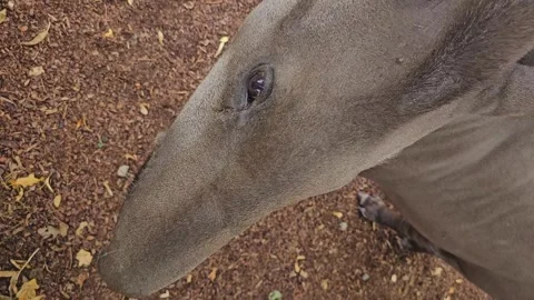 Close up of grey Tapir head Stock Footage 252652589