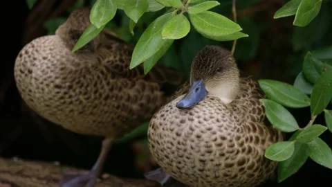 Close up of Grey Teal Ducks Stock Footage 170998439