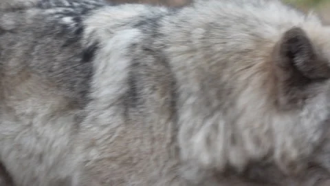 Close-Up of Grey Wolf Fur Stock Footage 346638396