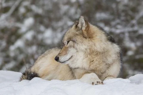 Close up of Grey Wolf looking gentle and kind Stock Photos