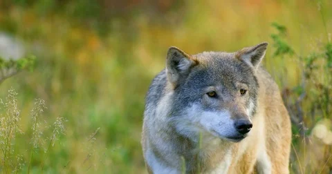 Close-up of a grey wolf smells after rivals and danger in the forest Stock Footage 82506236