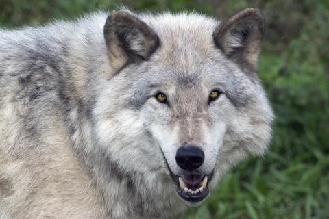 Close-up of a grey wolf in summer. Stock Photos