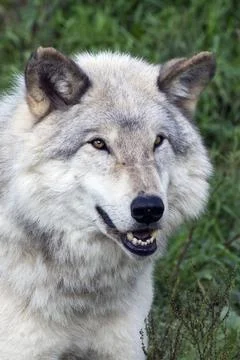 Close-up of a grey wolf in summer. Stock Photos