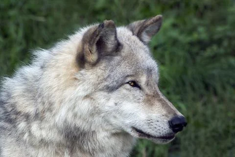 Close-up of a grey wolf in summer. Stock Photos