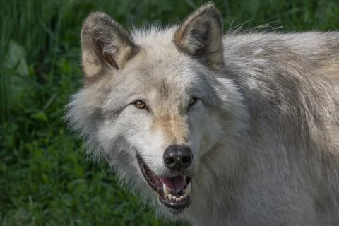 Close-up of a grey wolf in summer. Stock Photos
