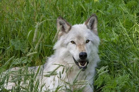 Close-up of a grey wolf in summer. Stock Photos