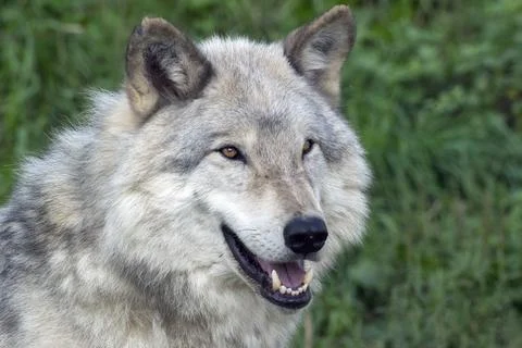 Close-up of a grey wolf in summer.Grey Wolf, Gray Wolf, Canus lupus Stock Photos