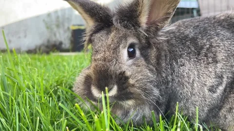 Close up of grey/brown rabbit eating grass in back garden, 4K Stock Footage 309568041