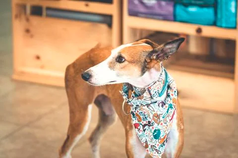 Close-up of a greyhound Stock Photos