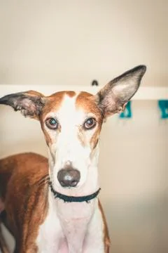 Close-up of a greyhound Stock Photos