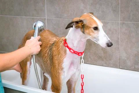 Close-up of a greyhound while being given a bath in a veterinary clinic. Stock Photos