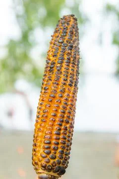 Close up of a grilled corn Stock Photos