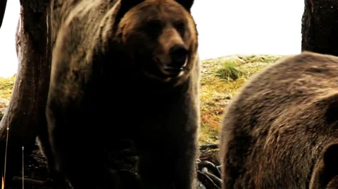 Close up of grizzley bears Stock Footage 939012