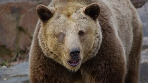 Close up of a grizzly bear Video stock 270868559