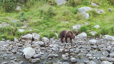 Close Up: Grizzly Bear Walking Along Side Of River Stock Footage 182051964