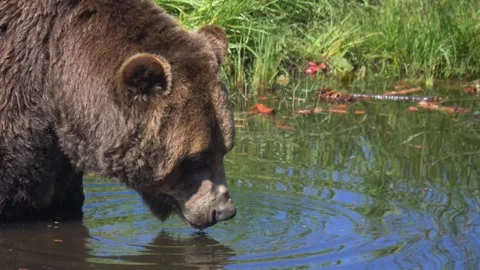 Close Up Of Grizzly Brown Bear Drinking Water On A Shallow River. 스톡 동영상 250936992
