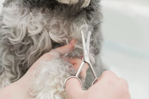 Close-up of a groomer using scissors to trim the curly fur on a dog's leg Fotos Stock