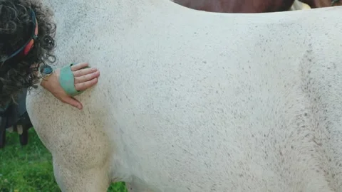 Close up of a groom's hands carefully brushing the coat of a  gray horse. Daily Stock Footage 344731012