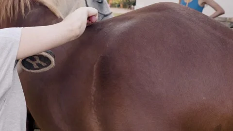 Close up of a groom's hands using a curry comb and brush to clean the shiny Stock Footage 344731065