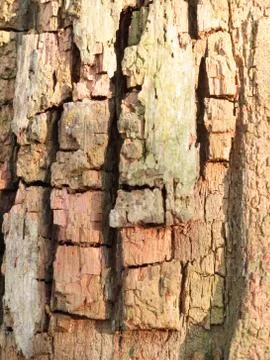 Close up grooved cut split cracked texture on tree trunk bark macro Stock Photos