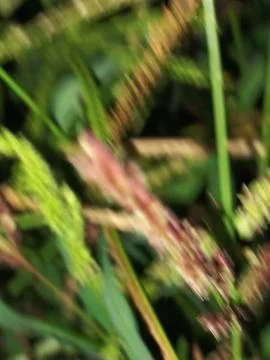 Close-up of ground grass and small red weed flowers Stock Photos