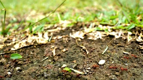 Close-up of Ground Level Showing Soil, Grass, and Decomposing Leaves Stock Footage 310649259
