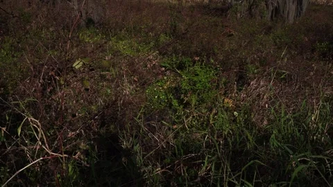 A close-up ground-level view of dry vegetation with some still green. Stock Footage 329154398