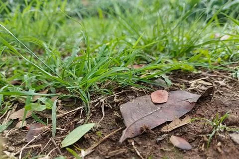 Close-up, ground-level view of green grass growing on soil with scattered d.. Stock Photos
