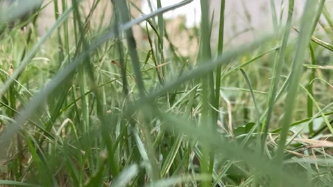 Close-to-ground nature walk through grass - animal perspective Stock Footage 313805815