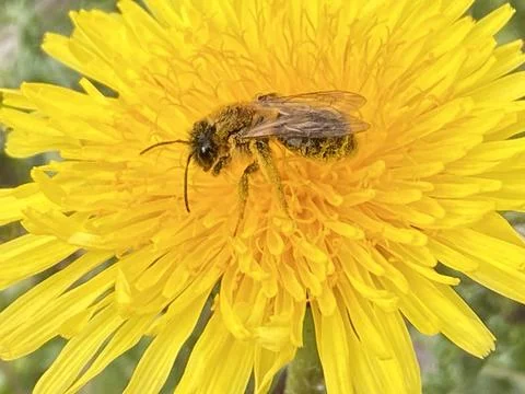 Close up ground nesting bee horizontal in the centre of a beautiful dandelion Foto stock