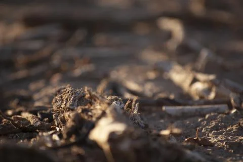 Close-up of the Ground Stock Photos