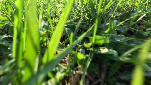 Close-up Ground Sliding Through Autumn Green Leaf Background Stock Footage 339942015