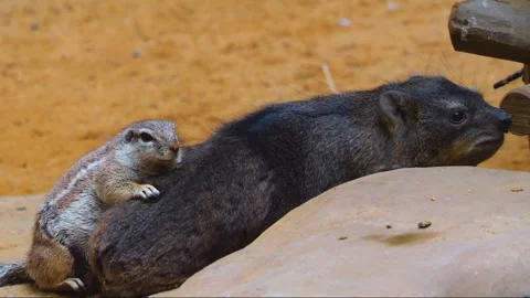 Close up of  ground squirrel  Stock Footage 253491896